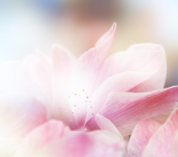 A fleurs de peaux