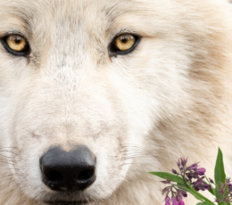 Petit Loup